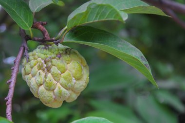 Şeker Elması (muhallebi elması, Annona, tatlandırıcı) beyaz arkaplanda