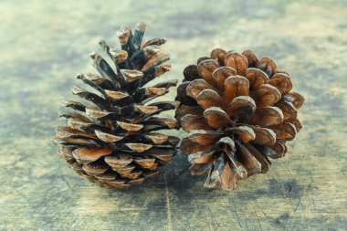 Kahverengi kozalak beyaz arkaplanda izole