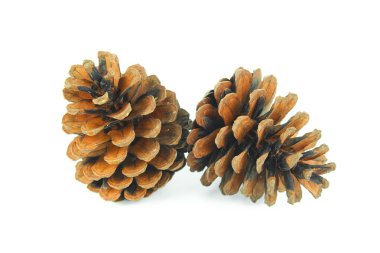 Kahverengi kozalak beyaz arkaplanda izole