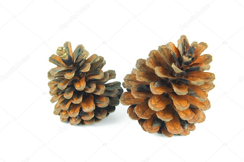 brown pine cone isolated on white background