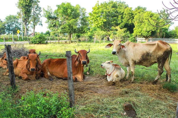 Kühe entspannen sich in der Nähe des grünen Reisfeldes — Stockfoto