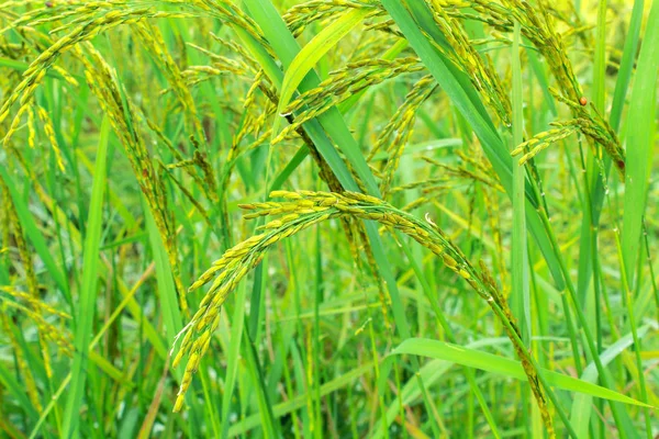 Сирий зерновий рис обробляв сільськогосподарський завод у природі — стокове фото