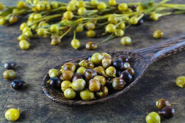 Slzovka obecná (coix lachryma-jobi) divoké trávy — Stock fotografie