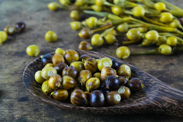 Lágrimas de trabalho (coix lachryma-jobi) de grama selvagem — Fotografia de Stock