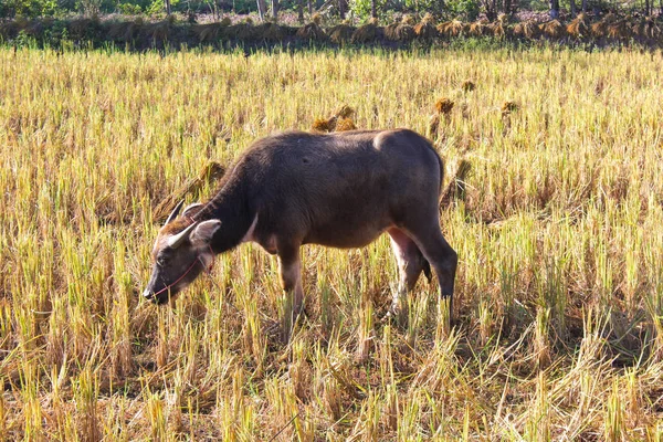 Buffalo che mangia fieno in un prato tropicale — Foto Stock