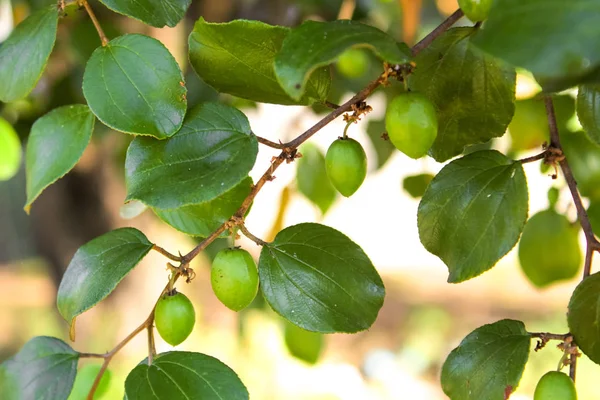 На деревьях, растущих из фруктов джуба — стоковое фото