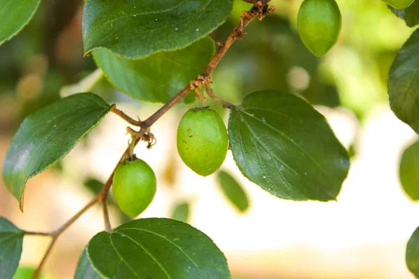 Κοντινό πλάνο του jujube φρούτων αυξανόμενος στα δέντρα της — Φωτογραφία Αρχείου