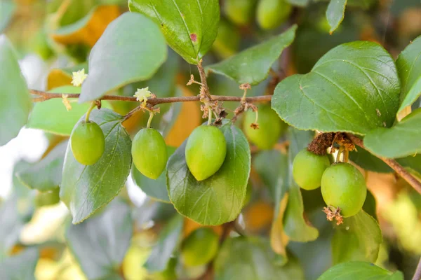 Κοντινό πλάνο του jujube φρούτων αυξανόμενος στα δέντρα της — Φωτογραφία Αρχείου