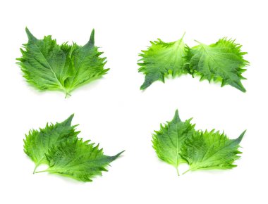 Yeşil Perilla, olarak da bilinen yeşil Shiso Oba yaprak veya biftek bitki yaprakları