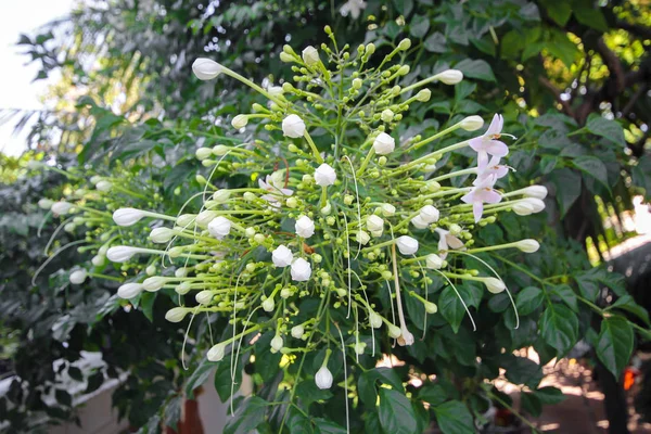 Cortiça indiana (Millingtonia hortensis Linn.f) flores — Fotografia de Stock