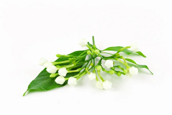 gardenia flower glass or Sampaguita Jasmine flowers