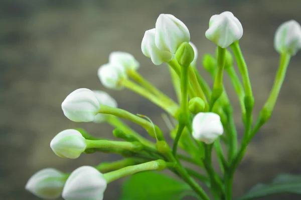 Gardenia kwiat szkło lub kwiaty jaśminu Sampaguita — Zdjęcie stockowe