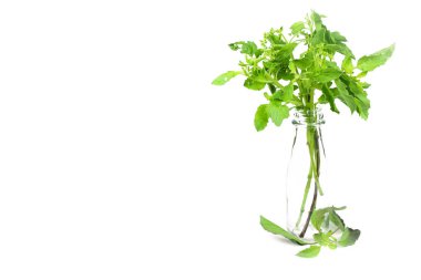 Kutsal fesleğen veya sıcak fesleğen, Ocimum kutsal