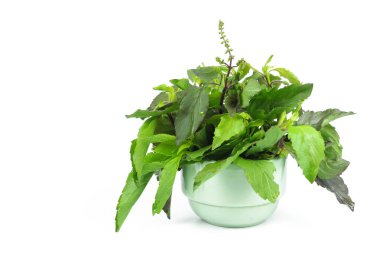 Kutsal fesleğen veya sıcak fesleğen, Ocimum kutsal