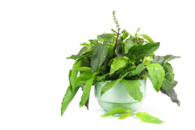 Kutsal fesleğen veya sıcak fesleğen, Ocimum kutsal