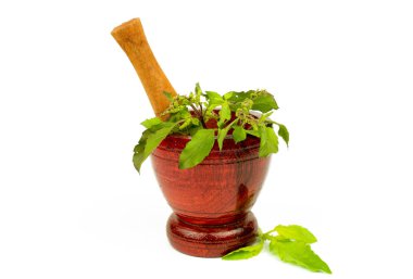 Kutsal fesleğen veya sıcak fesleğen, Ocimum kutsal