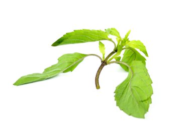 Kutsal fesleğen veya sıcak fesleğen, Ocimum kutsal