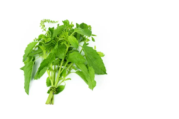 Holy Basil or Hot basil,Ocimum sanctum — Stock Photo, Image