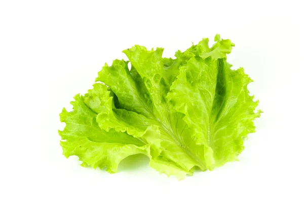 Daun salad, Selada diisolasi pada latar belakang putih — Stok Foto