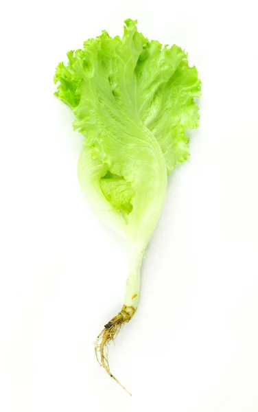 沙拉叶生菜孤立在白色背景上 — 图库照片