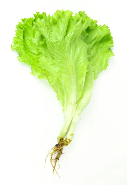 Foglia di insalata, lattuga isolata su fondo bianco — Foto Stock