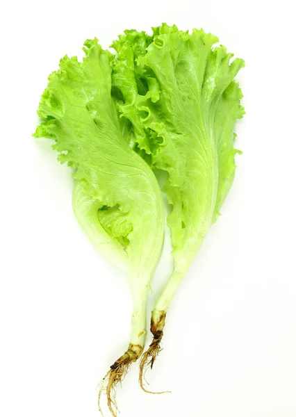 Foglia di insalata, lattuga isolata su fondo bianco — Foto Stock