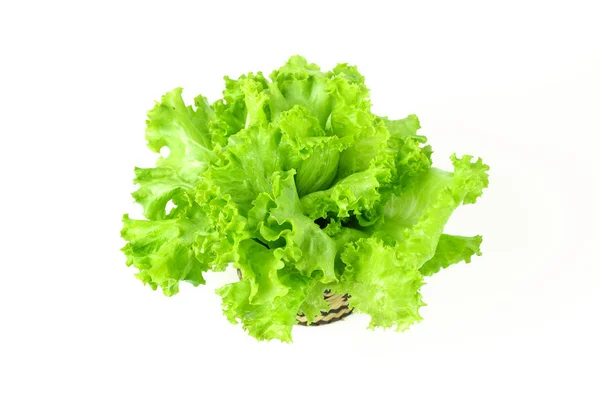 Sallad blad, sallad isolerad på vit bakgrund — Stockfoto