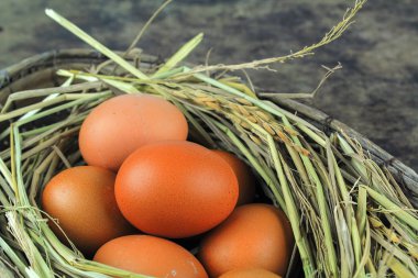 Nest tavuk yumurta ahşap arka plan üzerinde kahverengi yumurta