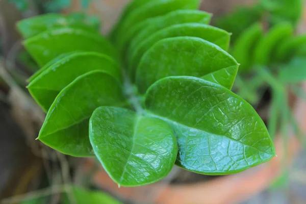 Plante verte, gemme zanzibar, saupoudrée, dans le jardin — Photo