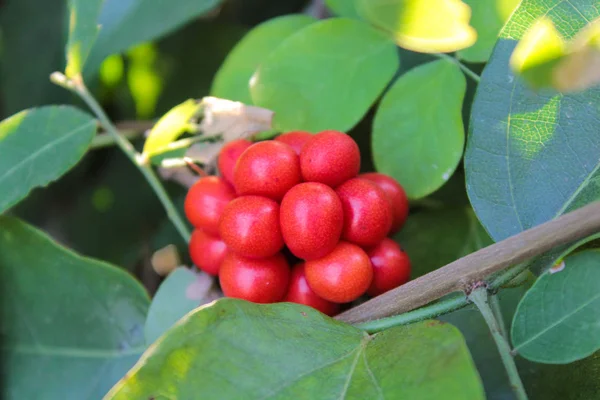 Tiliacora triandra ή την Ταϊλάνδη καλέστε Bai ya Νανγκ φύλλα και φρούτα — Φωτογραφία Αρχείου