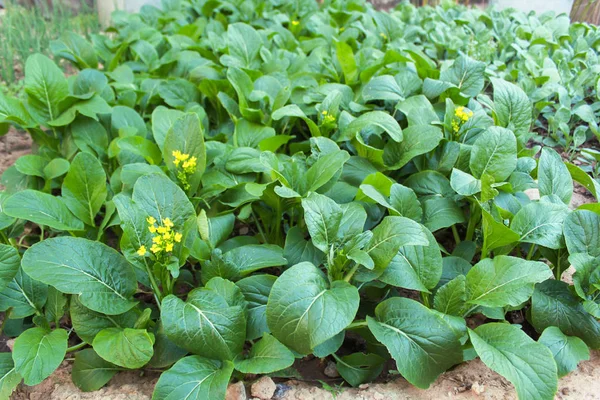 Cantón o choy vegetal con flor amarilla en el jardín — Foto de Stock