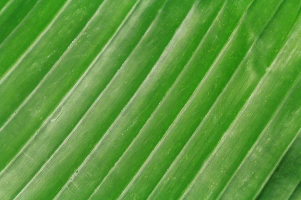 Closeup of banana leaf texture abstract background — Stock Photo, Image