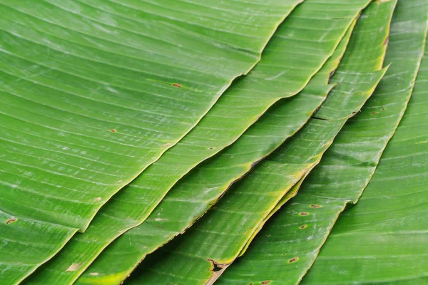 Penutup latar belakang abstrak tekstur daun pisang — Stok Foto