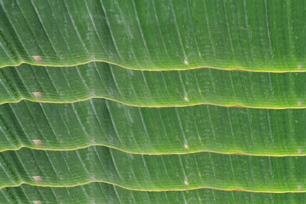 Close-up van bananen blad textuur abstracte achtergrond — Stockfoto