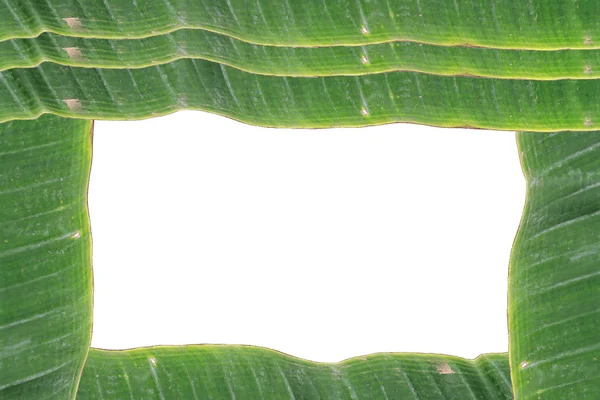 Vit bakgrund omgiven av gröna bananer lämnar med text utrymme — Stockfoto