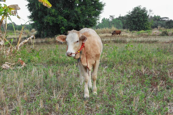 Giovani vitelli al pascolo con erba verde in una giornata estiva — Foto Stock