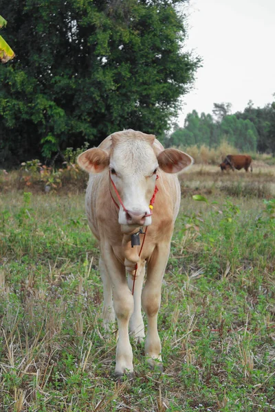 Giovani vitelli al pascolo con erba verde in una giornata estiva — Foto Stock