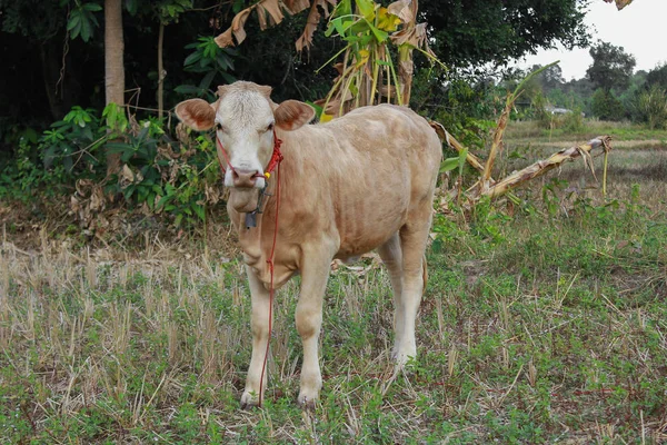 Terneros jóvenes en el pasto con hierba verde en un día de verano —  Fotos de Stock