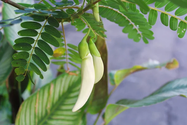 Witte agasta bloem van de Sesbania plantaardige Hummingbird, groente en kruiden voor de gezondheid — Stockfoto