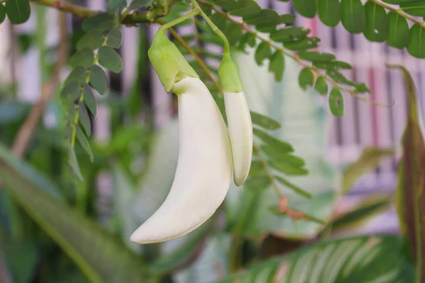 Witte agasta bloem van de Sesbania plantaardige Hummingbird, groente en kruiden voor de gezondheid — Stockfoto