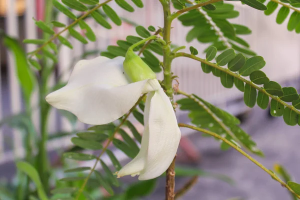 Witte agasta bloem van de Sesbania plantaardige Hummingbird, groente en kruiden voor de gezondheid — Stockfoto