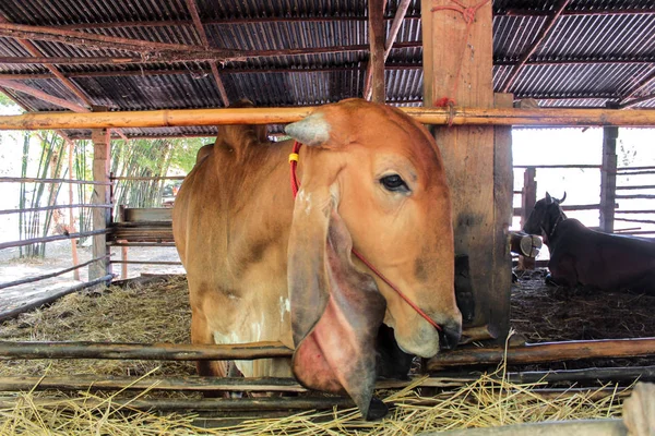 Mucche in un insilato alimentare stabile nel fienile — Foto Stock