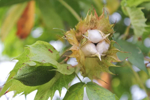 Cotton tree with leaf in the garden — Stock Photo, Image