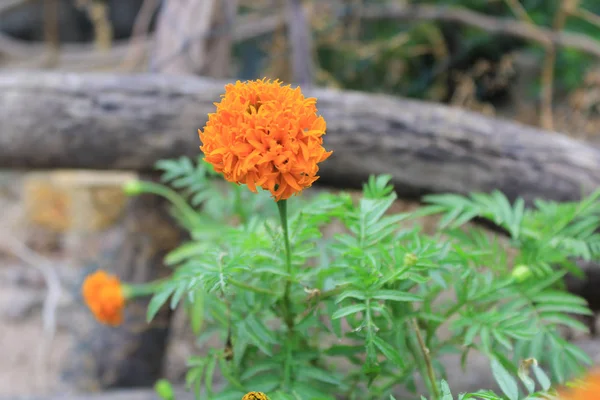 Marigolds (Tagetes erecta, Mexican marigold, Aztec marigold, African marigold) — Stock Photo, Image