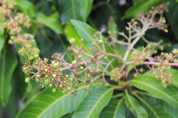 Δέσμη των νέων πράσινο μάνγκο και λουλούδια στο δέντρο στον κήπο — Φωτογραφία Αρχείου