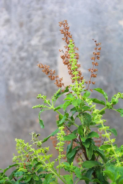 Green Holy Basil, Hot Basil, Ocimum sanctum — стоковое фото