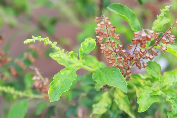 Albahaca verde sagrada, Albahaca caliente, Ocimum sanctum —  Fotos de Stock