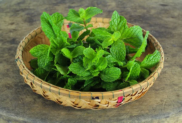 Daun mint, rempah-rempah aromatik, digunakan sebagai bahan untuk membuat es krim dan teh herbal — Stok Foto