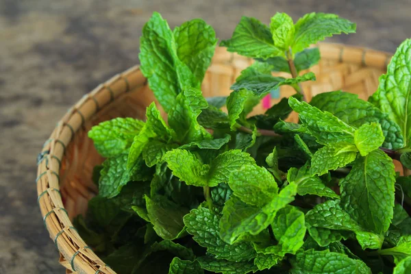 Мята лист, ароматические травы, используемые в качестве ингредиентов для приготовления мороженого и травяные чаи — стоковое фото