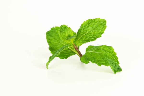 Daun mint, rempah-rempah aromatik, digunakan sebagai bahan untuk membuat es krim dan teh herbal — Stok Foto